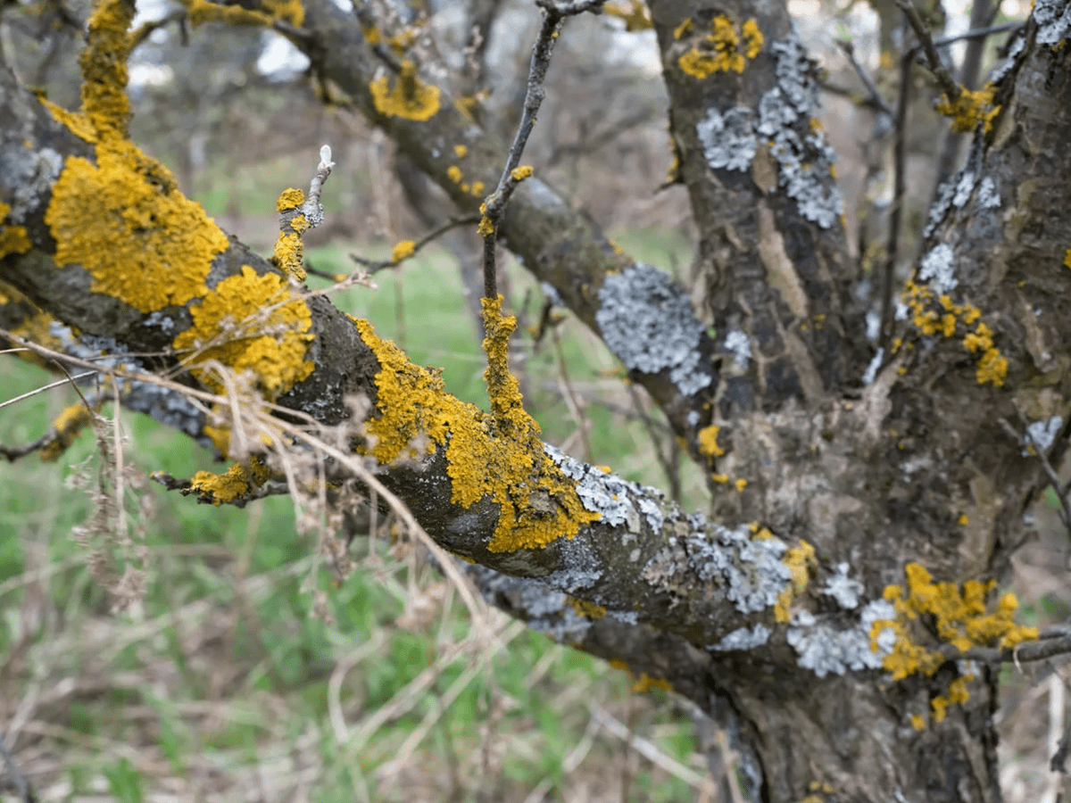 Садівники розповіли, чим обробити дерева від моху і лишайників
