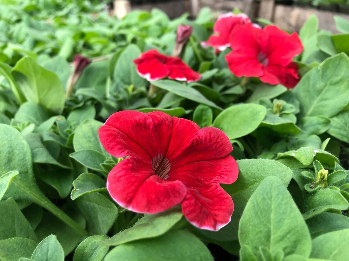 Садівники пояснили, як правильно обрізати петунію у липні для тривалого та красивого цвітіння
