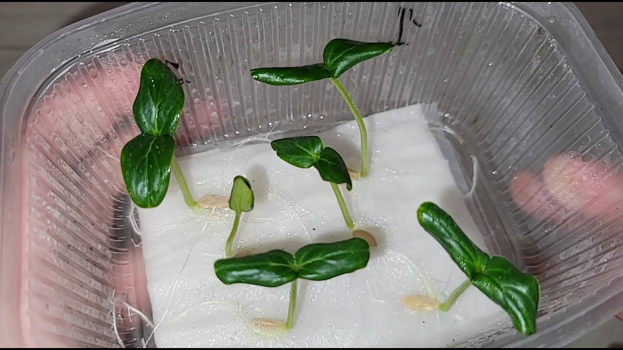 Дачники розповіли, навіщо замочувати насіння на розсаду у перекису