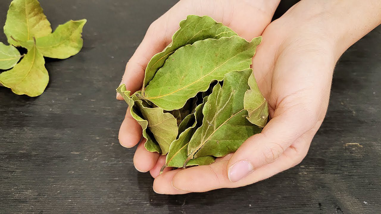 Експерти розповіли, навіщо підпалювати лавровий лист вдома