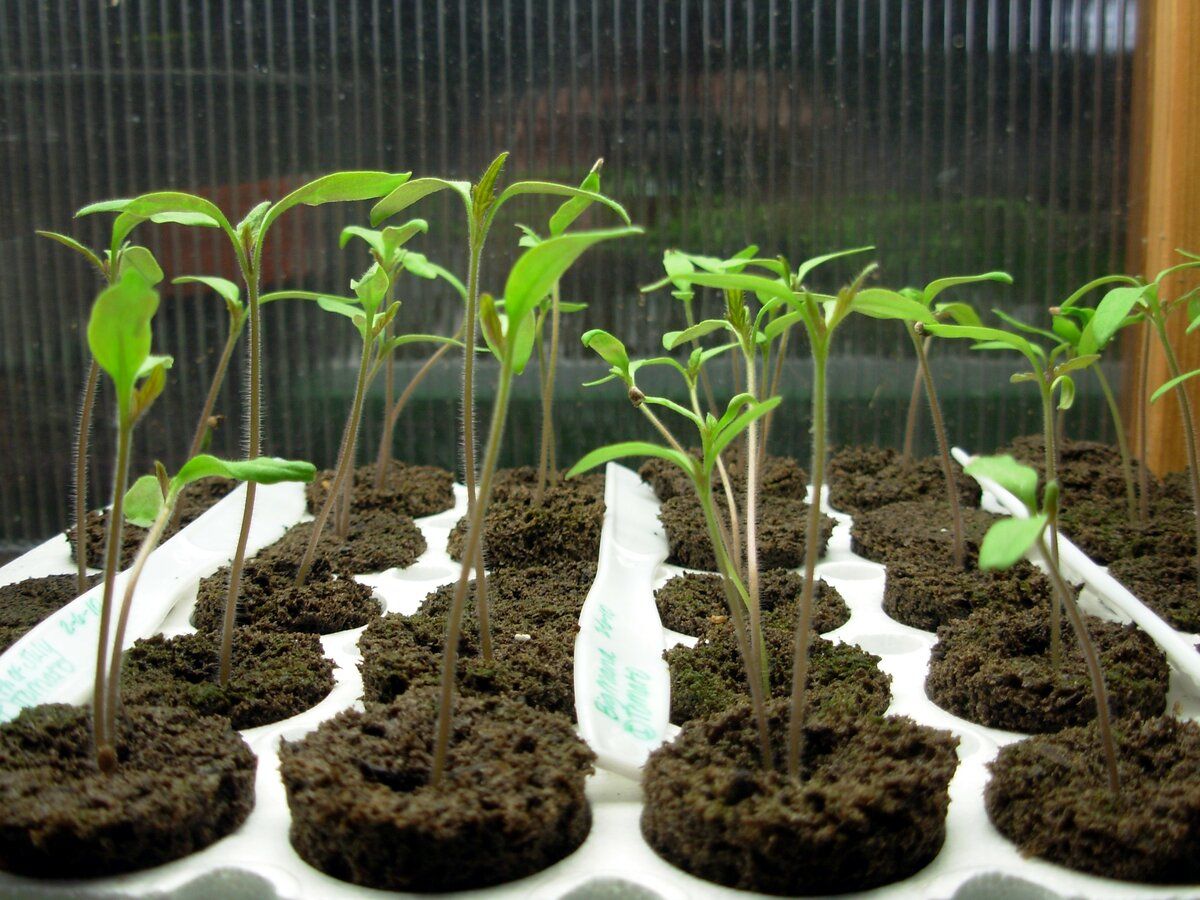 Городники розповіли про підготовку ґрунту для розсади