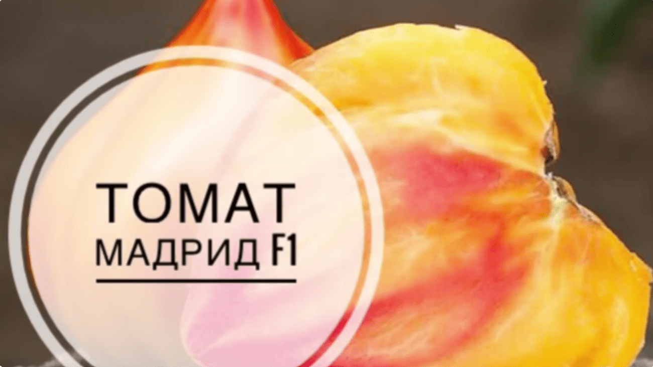 Городники назвали 5 найкращих позицій сортів томатів на новий сезон 2026