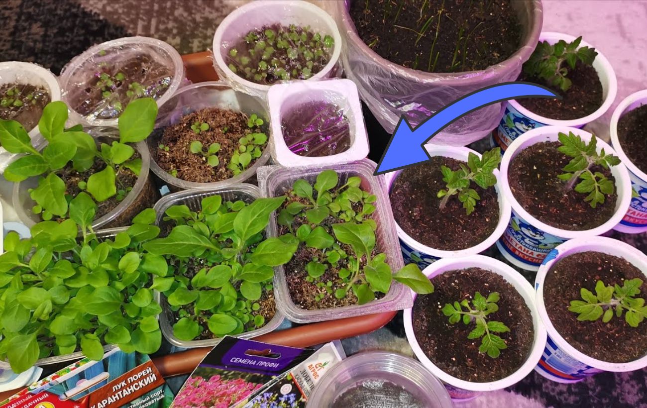 Експерти розповіли про правильну підготовку до сезону розсади