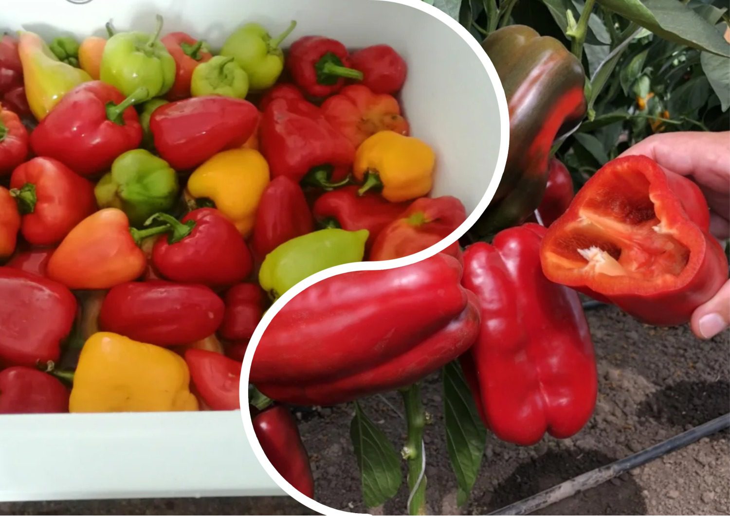 Городники пояснили, як правильно висаджувати перець 