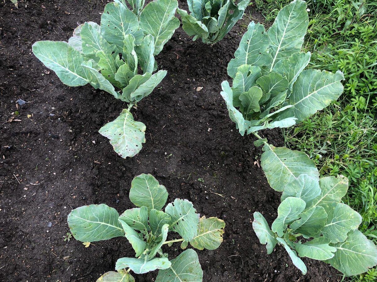 Дачники розповіли, як садити капусту, щоб вона виросла солодкою 