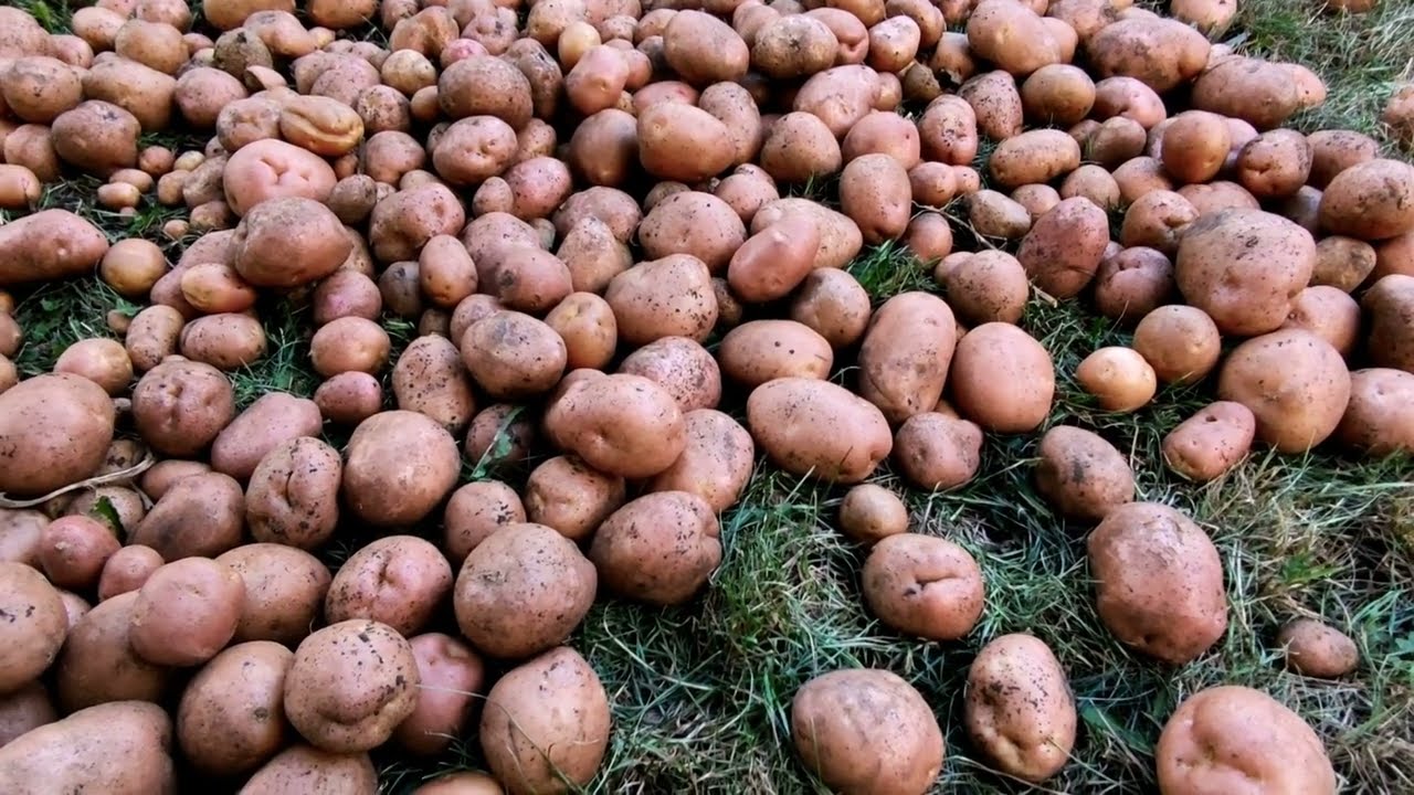 Городники назвали цікавий спосіб посадки картоплі для гарного врожаю 
