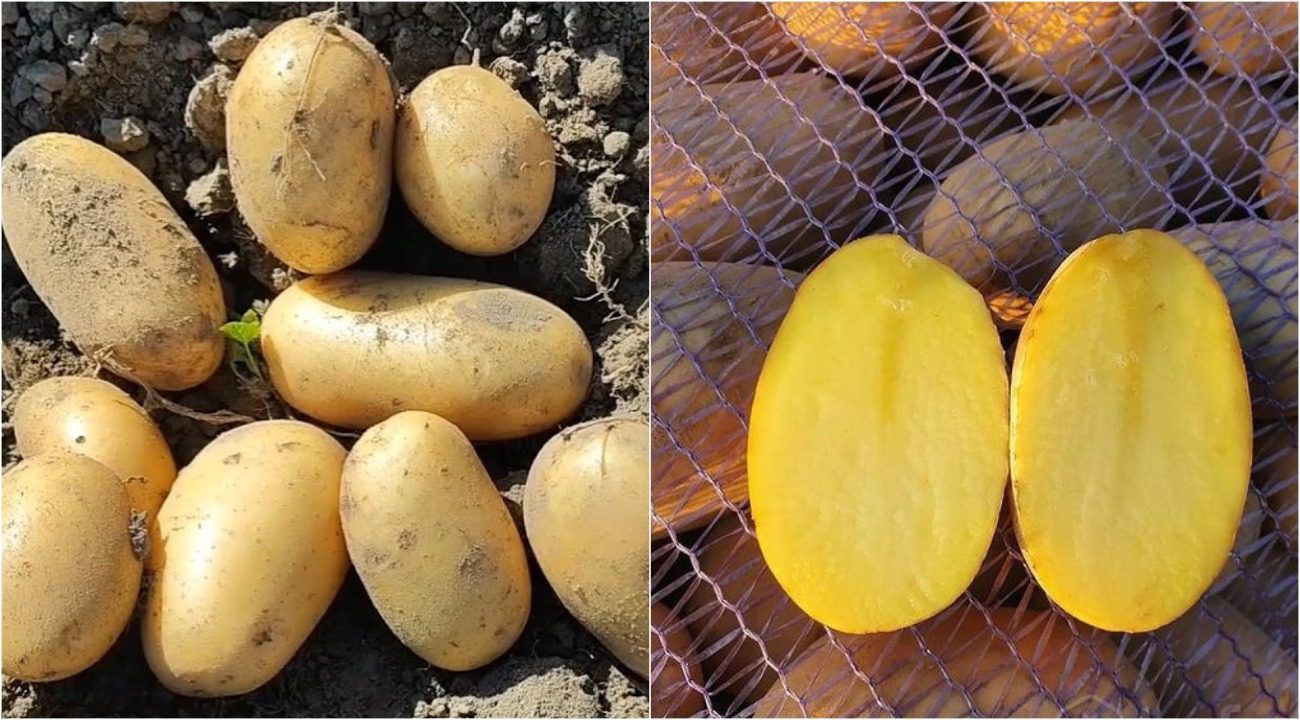 Агрономи назвали 3 найкращі сорти картоплі в Україні