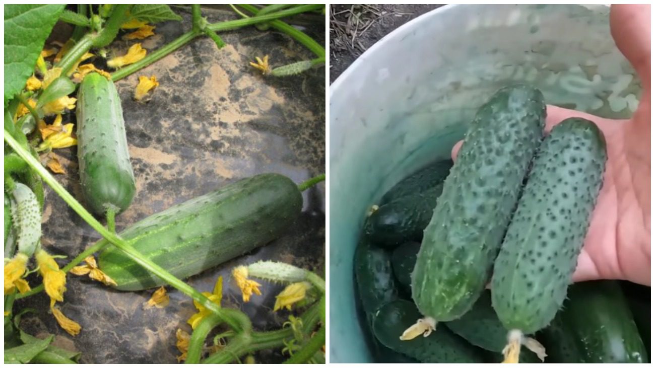 Агрономи назвали 6 найродючіших сортів огірків