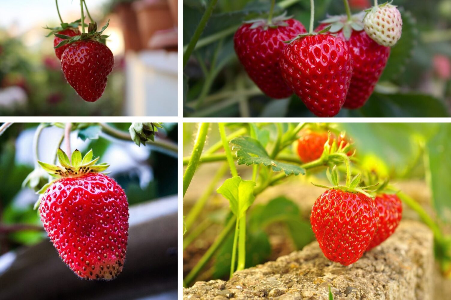 Агроном розповів, чим підживити полуницю після снігопадів 