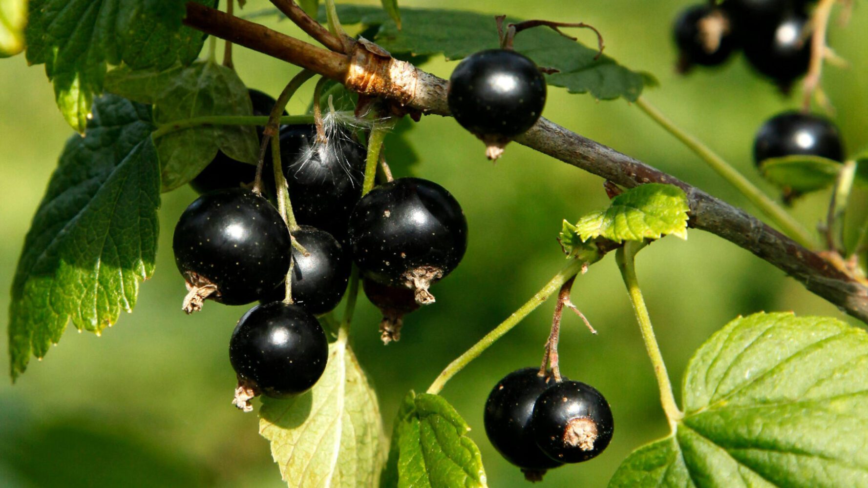 Агроном розповів, як правильно підживити кущі смородини