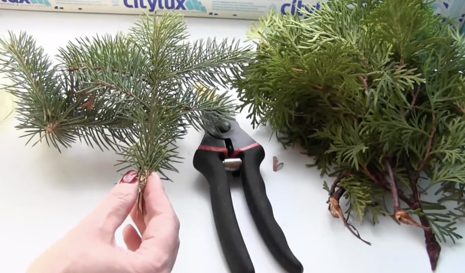 Садівники розповіли, як з гілки виростити блакитну ялину