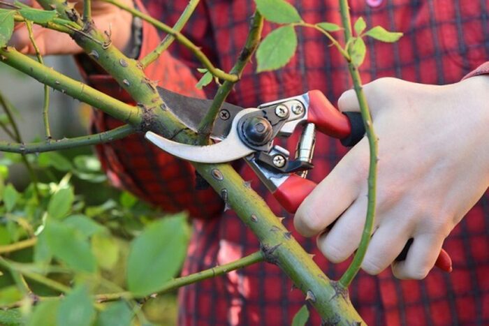 Садівники розповіли, як правильно обрізати троянди в січні