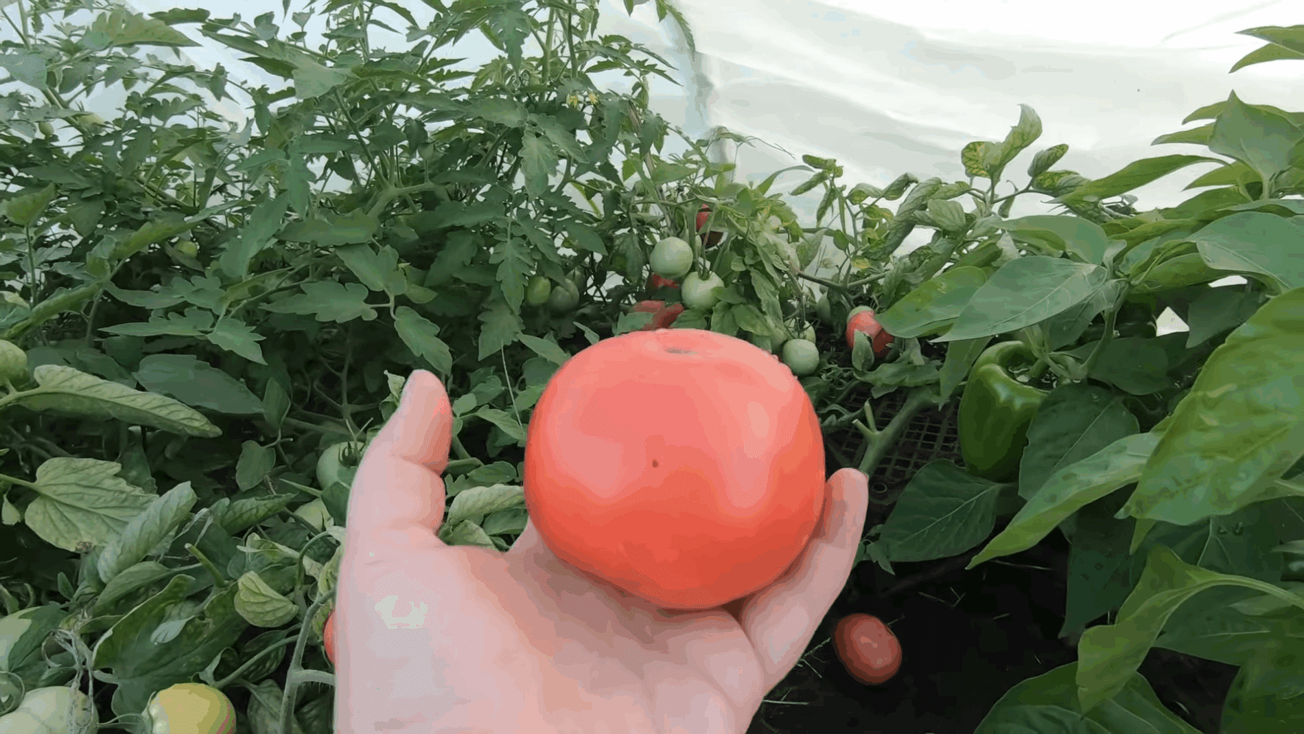 Городники назвали найкращі сорти рожевих помідорів для ділянки