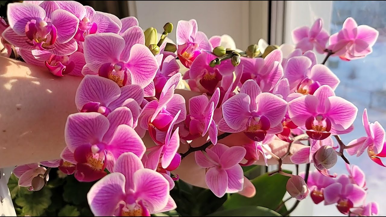 Квітникарі назвали сорт орхідеї, яка цвіте у два рази більше, ніж стандартні  