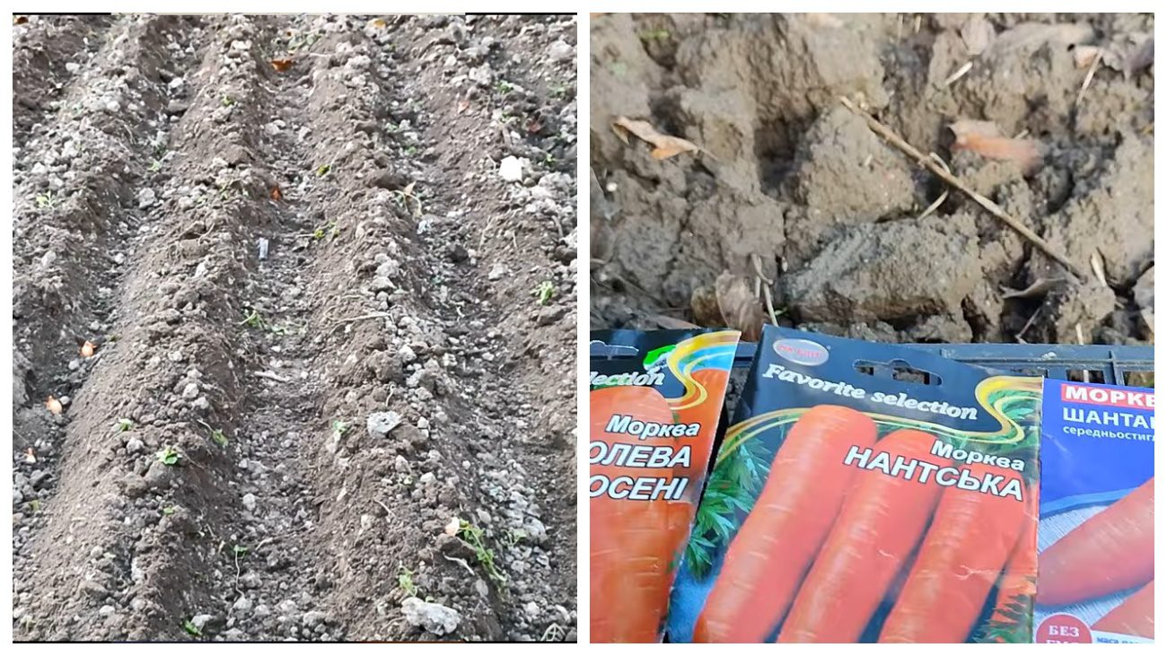 Городники розповіли, навіщо замочувати насіння моркви у горілці  