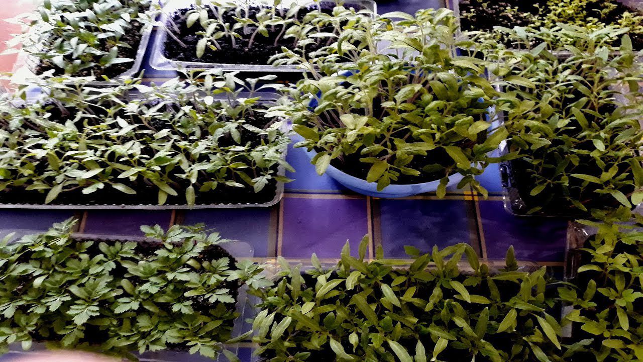 Експерти розповіли, в які контейнери не можна саджати розсаду