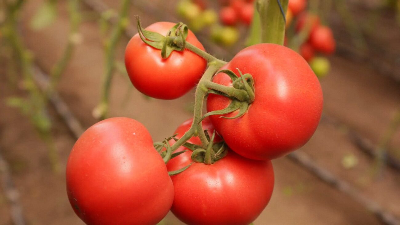 Агрономи назвали три невибагливі сорти томатів вирощування в 2026-му Агрономи назвали три невибагливі сорти томатів вирощування в 2026-му