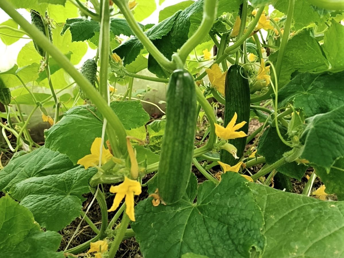 Городники розповіли, чому рослини раптово жовтіють і не дають врожаю