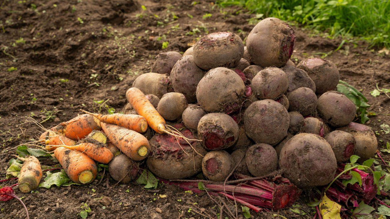 Агрономи назвали три найсмачніші сорти буряка для висаджування в 2026-му