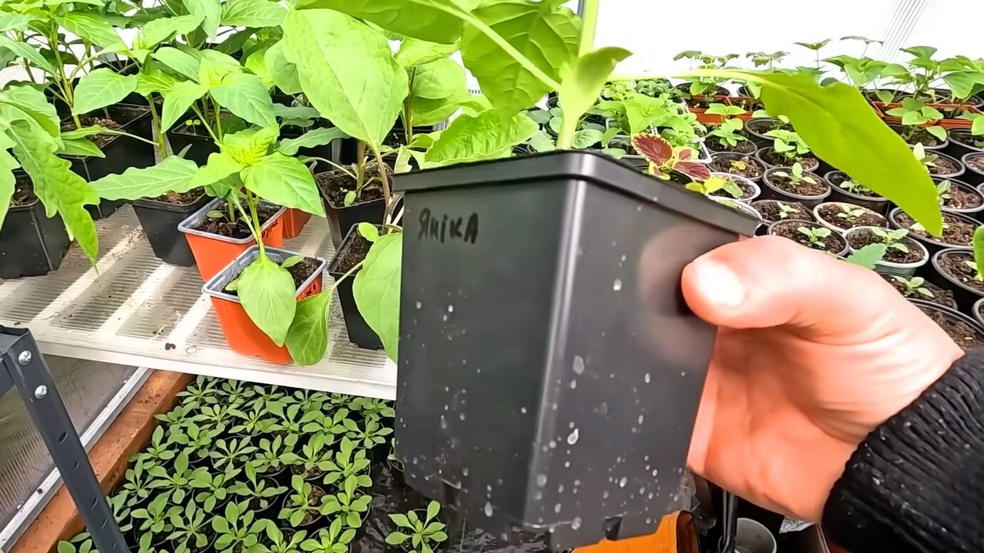 Городники розповіли, що додати в ґрунт для міцної розсади перцю