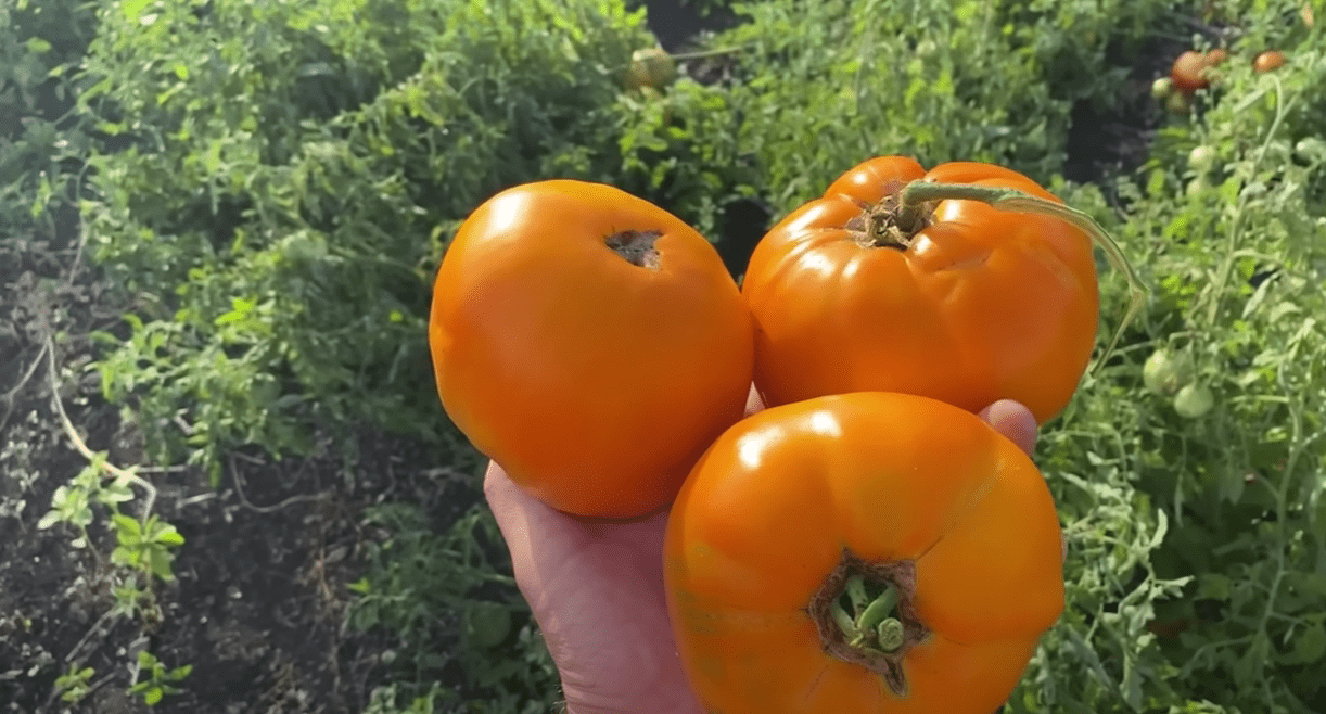 Городники назвали сорти томатів, які їх сильно розчарували