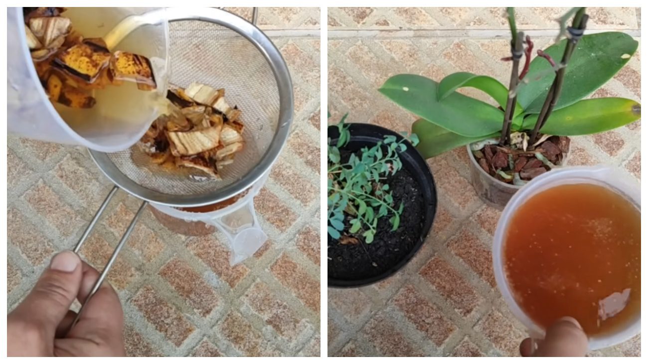 Квітникарі порадили натуральне добриво, що прискорює цвітіння квітів