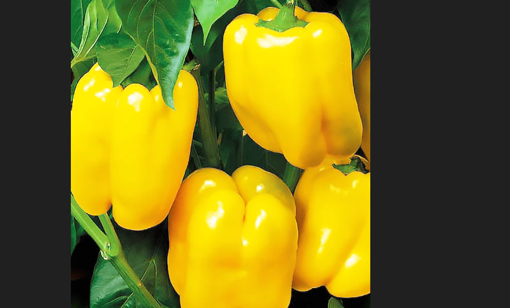 4 найкращі сорти солодкого перцю для розсади в Україні