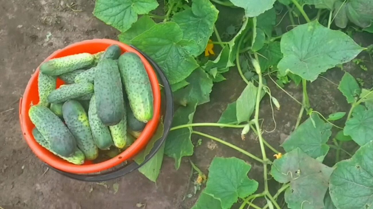 Фермери показали сорти огірків, які здивували врожайністю у 2025 році