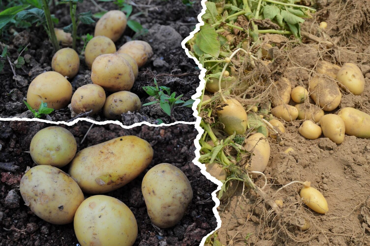 Кулінар розповів, які сорти картоплі варто вирощувати вдома