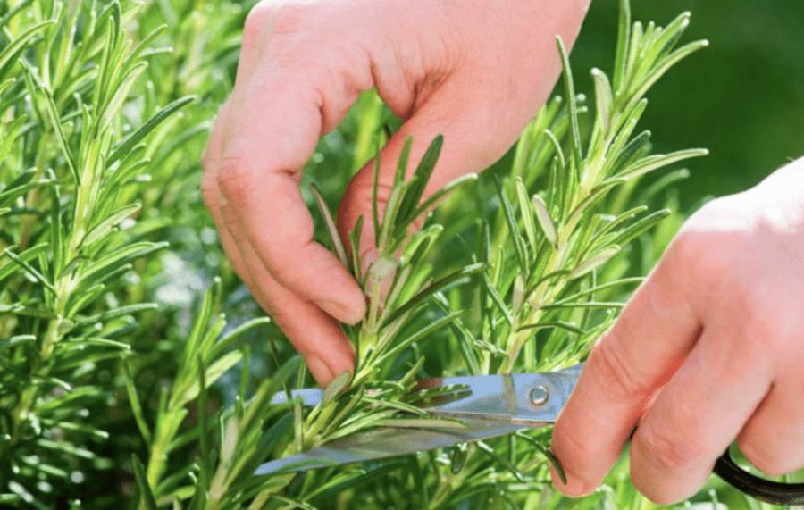 Господині розповіли, якою рослиною можна ароматизувати спальню