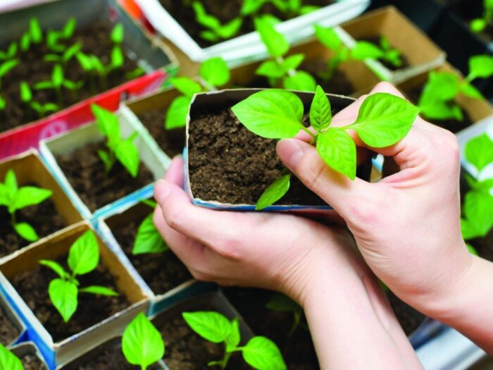 Городники розповіли, коли потрібно сіяти перець на розсаду Городники розповіли, коли потрібно сіяти перець на розсаду