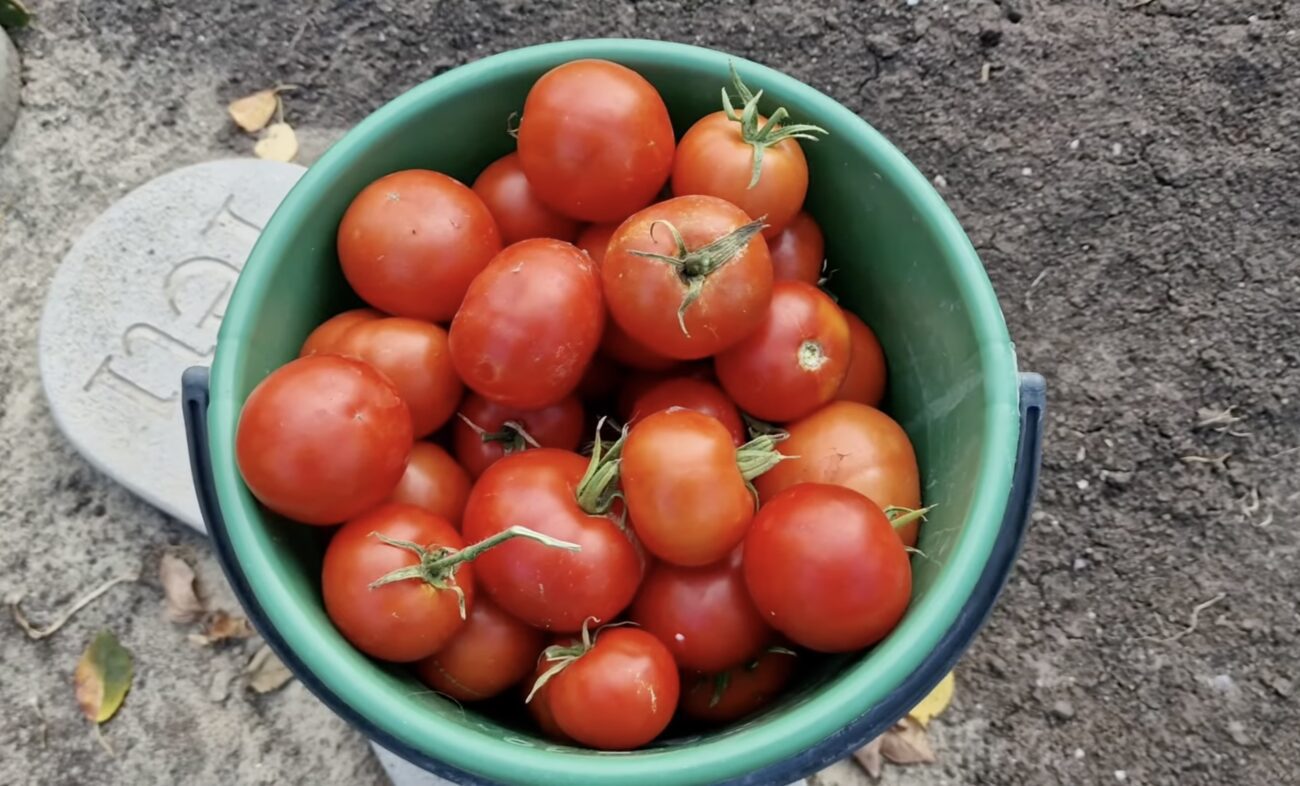 Городники назвали найкращі сорти томатівдля розсади 