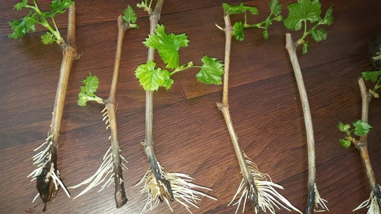 Господині назвали найкращий спосіб живцювання рослин