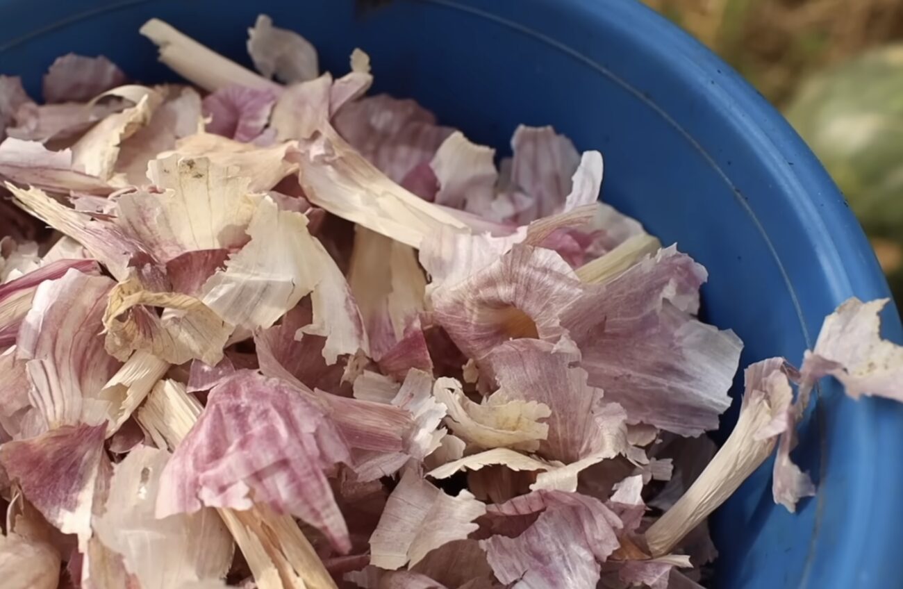 Городники розповіли, як використовувати лушпиння з часнику на городі 