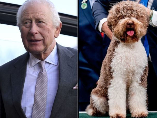 Собака, породи, як у короля Чарльза III
