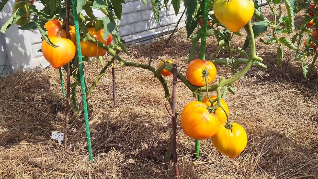 Городники порадили, як обрати сорти насіння помідорів на розсаду у 2026