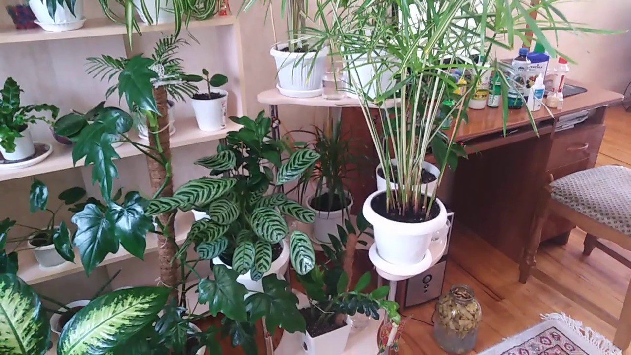 Фахівці назвали 5 рослин, що виживуть при рідкому поливі й будь-якому освітленні