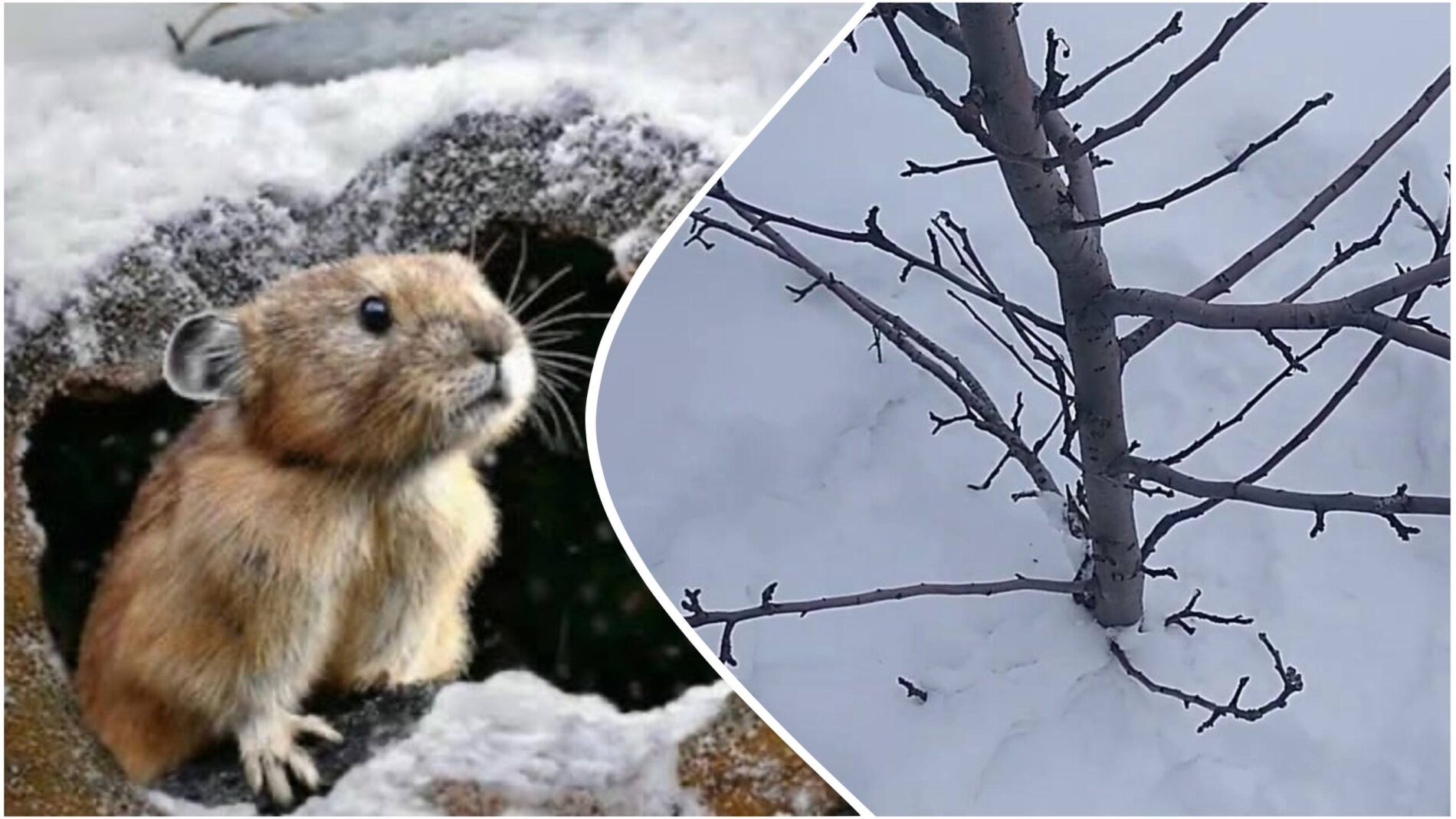Городники розповіли, як надійно захистити сад від гризунів