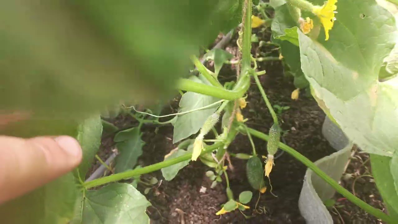 Ранньостиглі огірки сорту Арктика F1