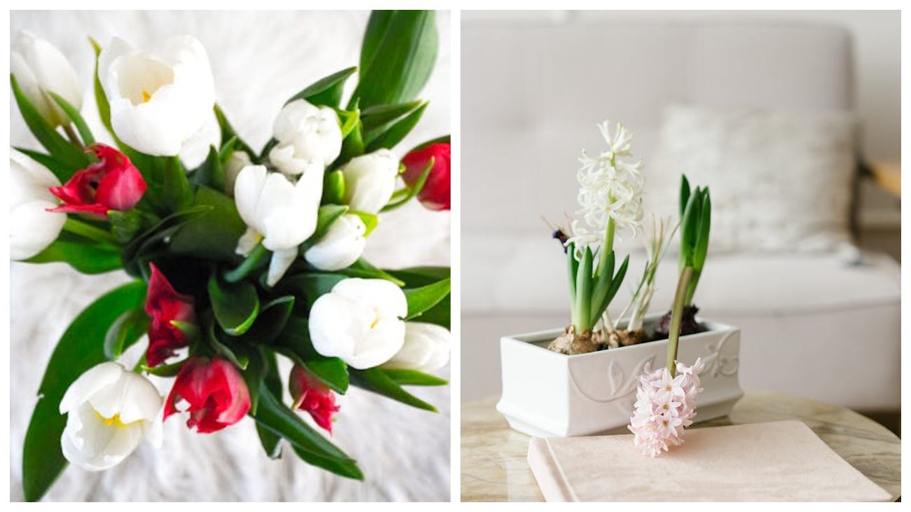 Садівники назвали найкращий термін висаджувати цибулькові