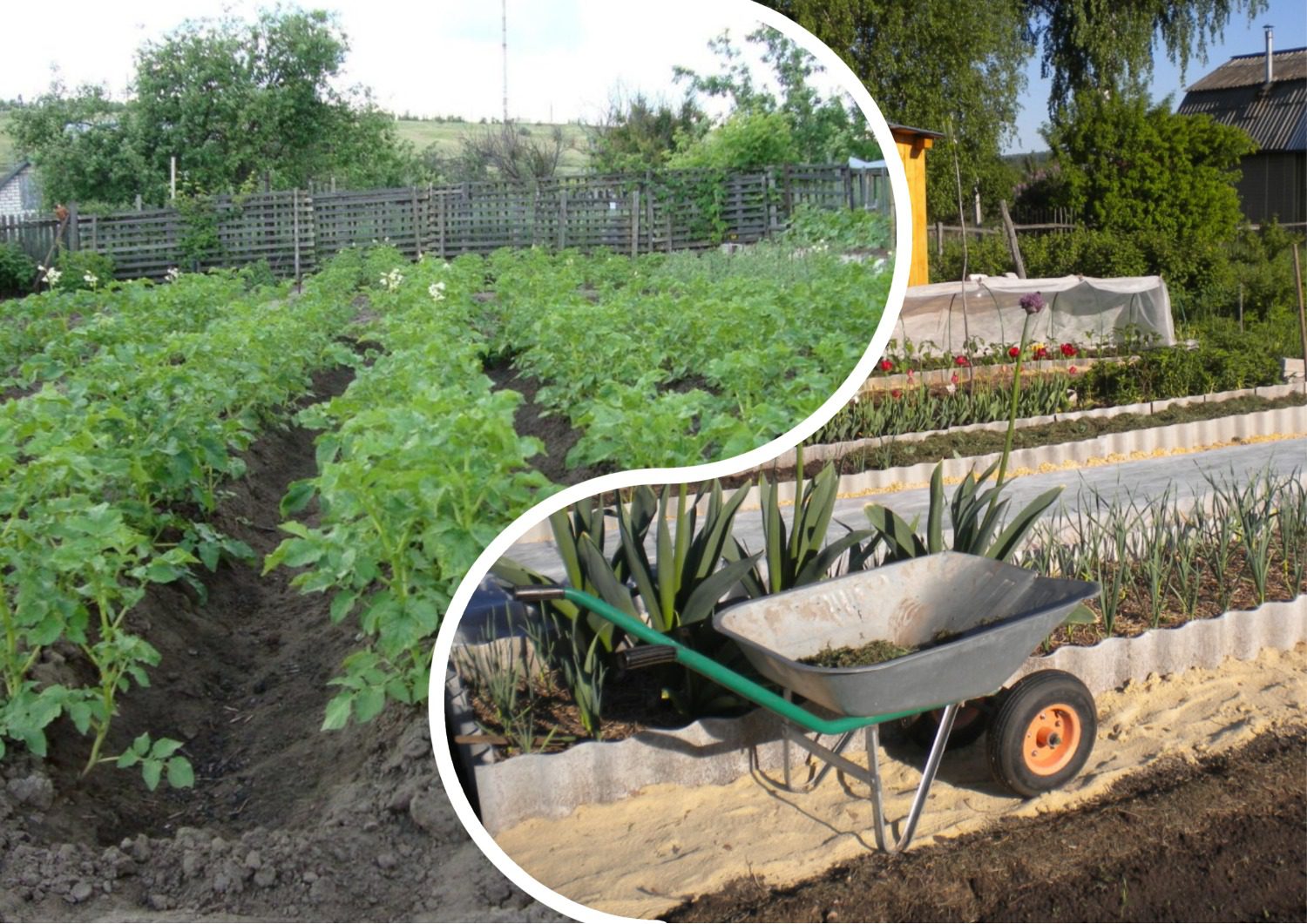 Як організувати грядки на городі, аби вони завжди були вологі Як організувати грядки на городі, аби вони завжди були вологі