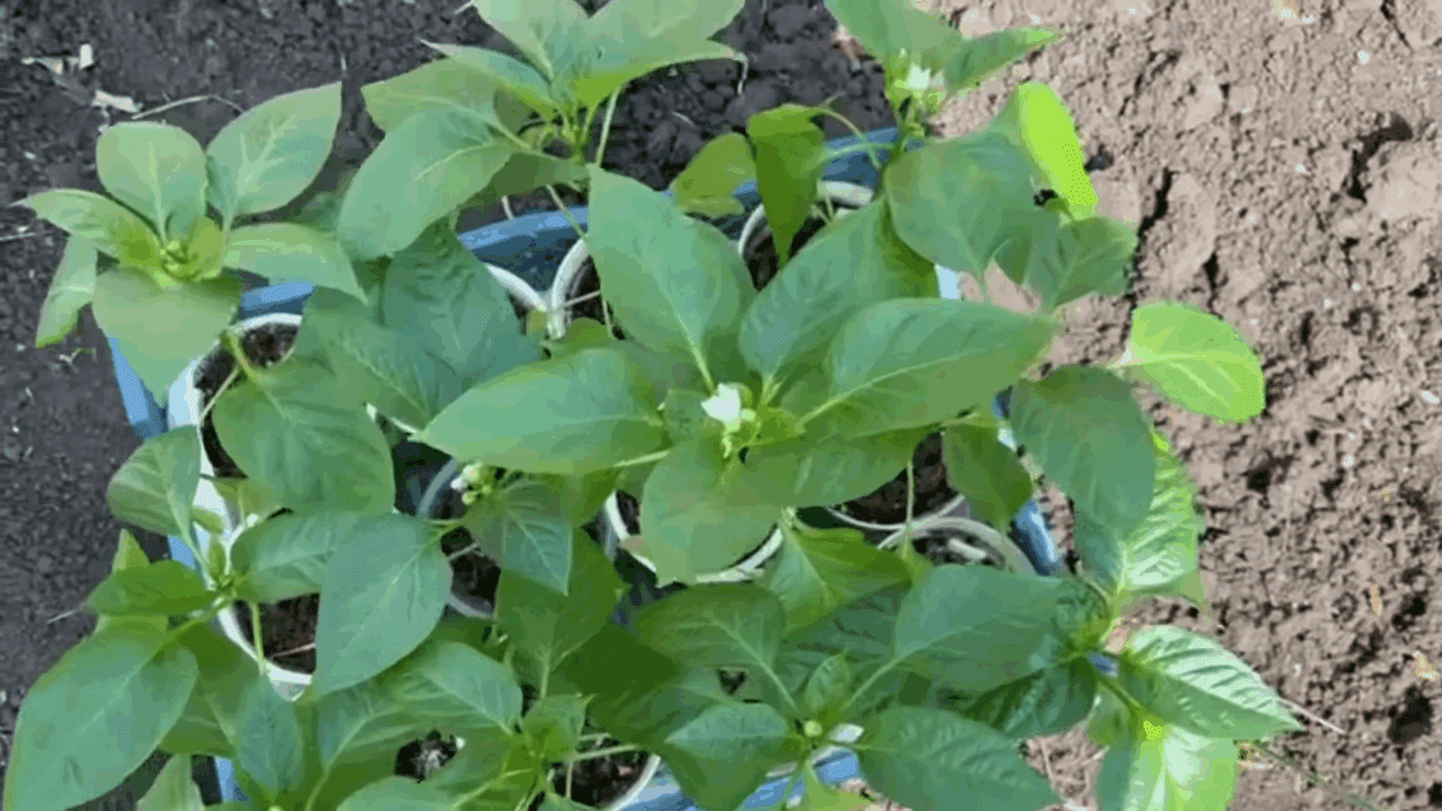 Садівники розповіли, які культури треба всіяти посадити на розсаду в січні Садівники розповіли, які культури треба всіяти посадити на розсаду в січні