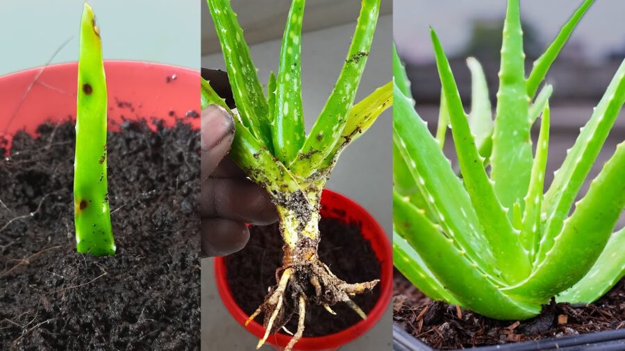Квітникарі розповіли, як захисти домашнє алое від підгнивання 