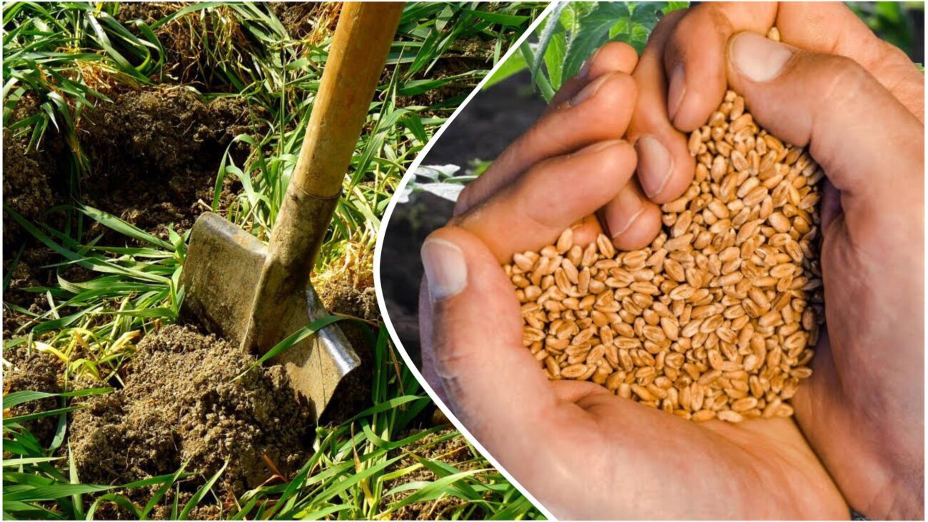 Городники розповіли, як відновити ґрунт після рослин вражених фітофторою 