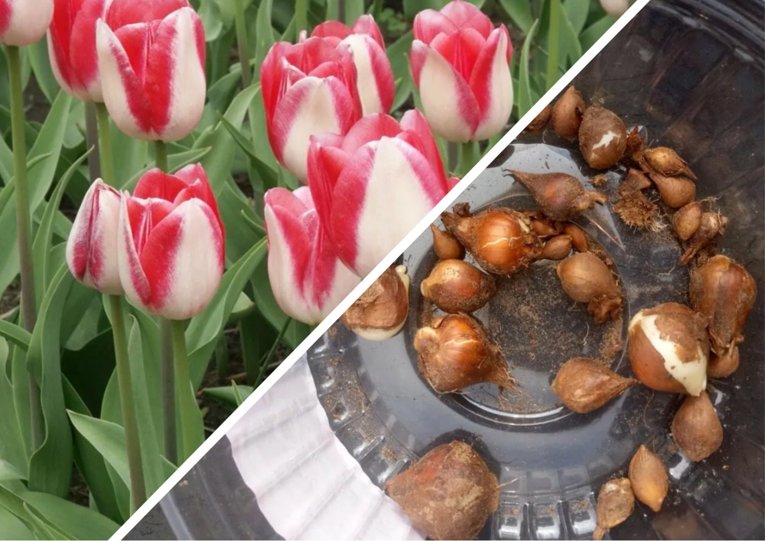 Експерти розповіли про простий спосіб висаджування тюльпанів на дачі Експерти розповіли про простий спосіб висаджування тюльпанів на дачі