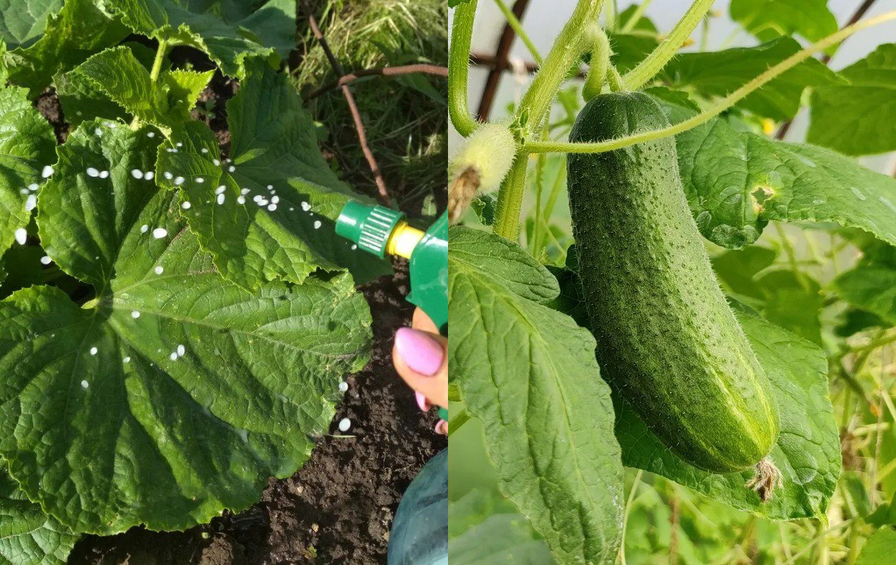 Городники назвали найкращі сорти огірків для ділянки