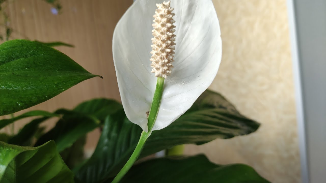 Господині розповіли, як доглядати за спатифілумом взимку