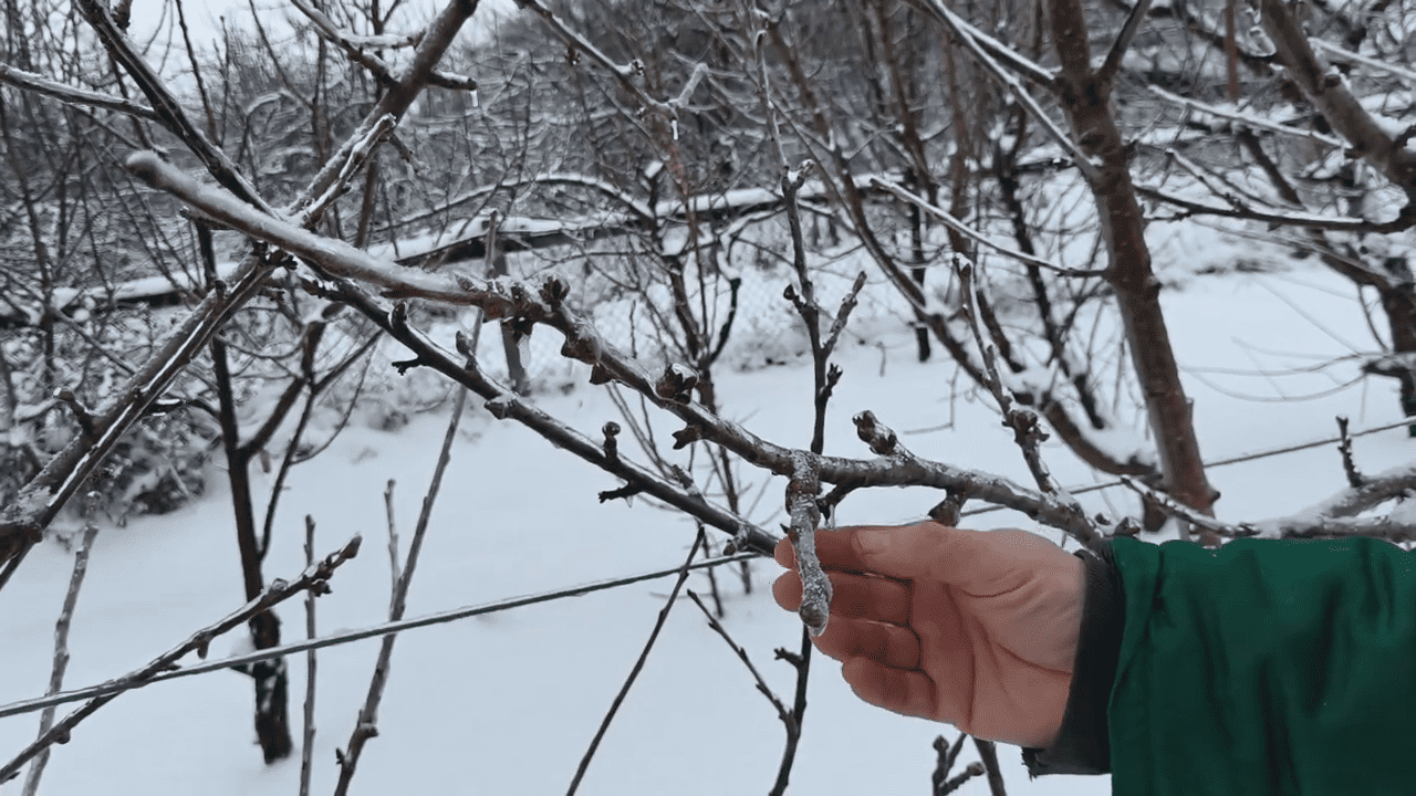 Садівники розповіли, як захистити черешні від морозів