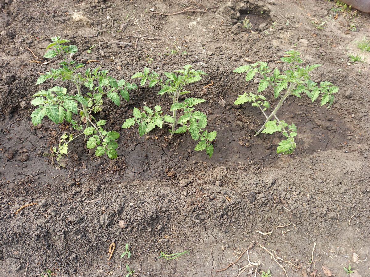 Експерти розповіли, чи варто проводити ранній посів