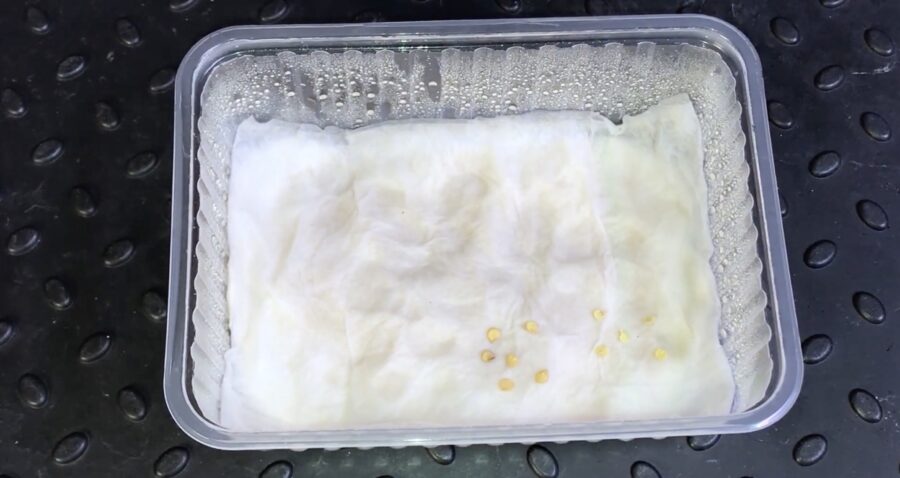 Садівники розповіли, як пробудити старе насіння Садівники розповіли, як пробудити старе насіння